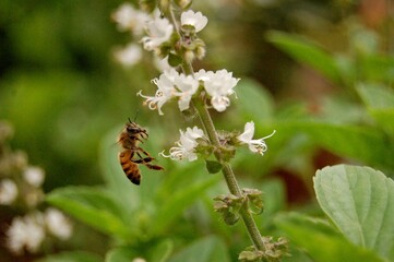 bee on a flower