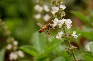 bee on a flower