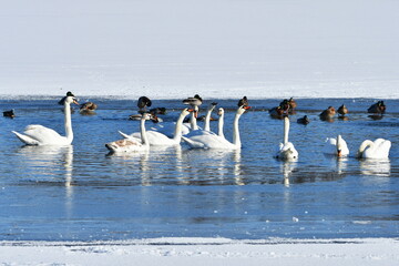 swans during sunny winter day on Hradecky pond in Tovacov,Czech republic