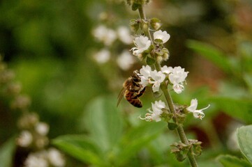 bee on a flower