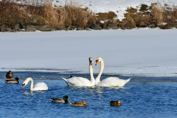 two swans during courting,Hradecky pond in Tovacov,importend birding area in Czech republic