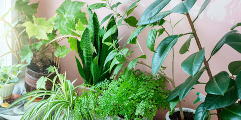 Green house plants with lush foliage growing in flower pots