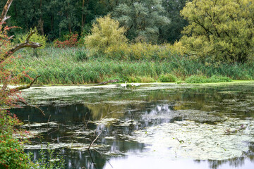 The Danube and its old waters are photographed in Bavaria near Regensburg