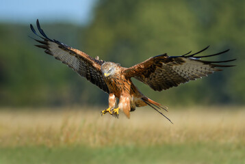 Bird patrolling the meadow on a sunny day, Red Kite