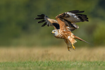 Bird patrolling the meadow on a sunny day, Red Kite
