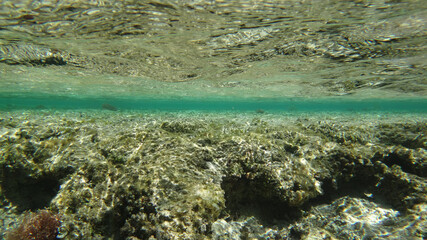Morze Czerwone, ryby, koralowce, nurkowanie, płaszczka, meduza, wakacje, woda słońce, moczarki