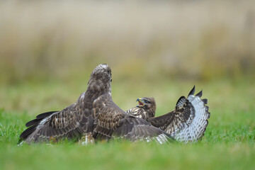 Predators fighting in the meadow, Common Buzzard