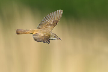 On the fly spring, Great Reed-Warbler 