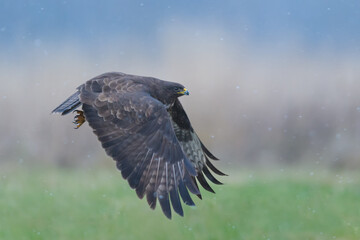 Flight over the meadow, Common Buzzard
