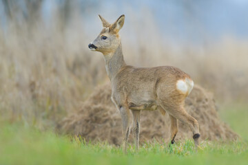 On the meadow, Roe Deer