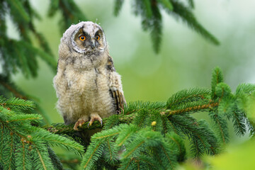 Owl on the tree in the spring season, Long-eared Owl
