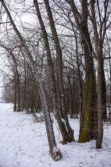 Winter Forest in the Snow