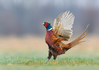 Early morning walk in the meadow, Common Pheasant