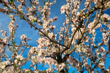 Pink and white almond blossom against a dark blue sky, Costa Blanca, Spain