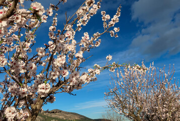 Pink and white almond blossom against a dark blue sky, Costa Blanca, Spain