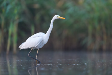Looking for food in the water, Western Great Egret