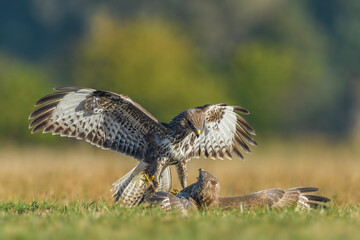 Predators fighting in the meadow, Common Buzzard