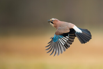 Flights over the meadow early in the morning, Eurasian Jay