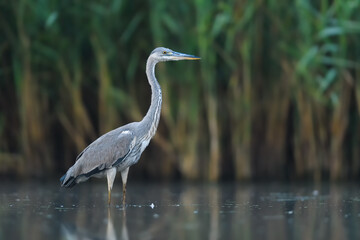 Looking for food in the water, Grey Heron