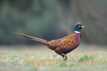 Early morning walk in the meadow, Common Pheasant