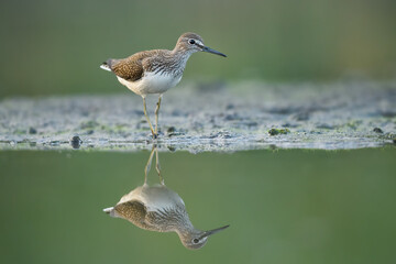 Looking for food in a dry pond, Green Sandpiper