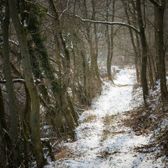 Small path in a winter forest in Burgenland