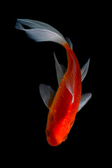 Naklejka premium Koi fish Carp fishs moving in the pond black background