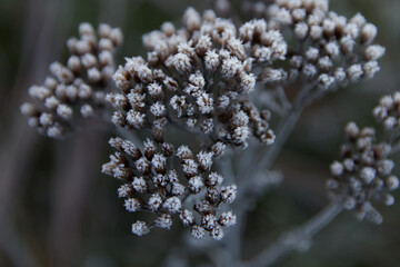Close-up view of a frosty plant in the winter