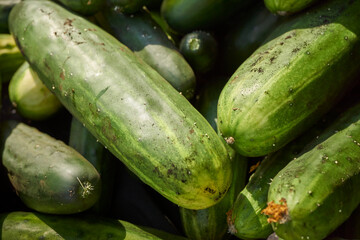 fresh cucumbers  for sale at the Union Square Greenmarket in New York City