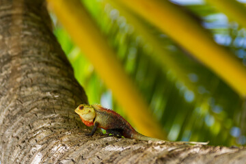 Maldive lucertola