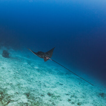 Spotted Eagle Ray swimming in the ocean in Utila, Honduras