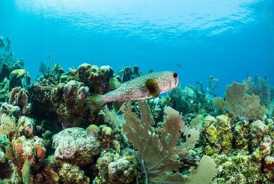 Porcupinefish swimming on the coral reef in Utila, Honduras