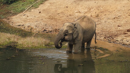an elephant drinking water in the Elephant Conservation Center in Sayaboury, Laos, February