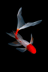 Naklejka premium Koi fish Carp fishs moving in the pond black background