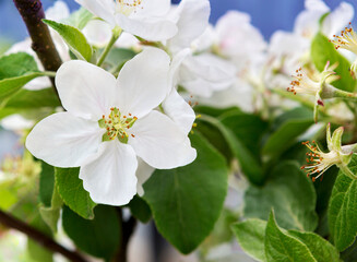  Blossom apple as  background. Apple-tree Flowering.