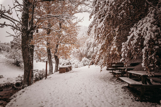 Autumn Forest With First Snows