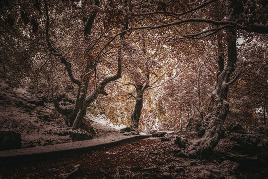 Autumn Forest With First Snows