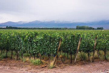 Fototapeta na wymiar vineyards and grapes next to mountains in Argentina