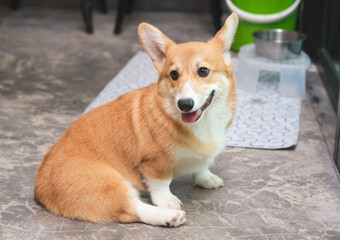 Corgi dog sit indoor, high resolution image