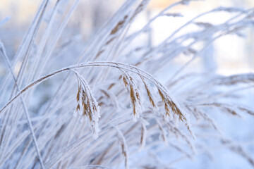 Nahaufnahme von gefrorenen Gräsern mit Frost und Eiskristallen in Pastelltönen
