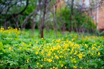 Yellow buttercups in the meadow. Blurred background.