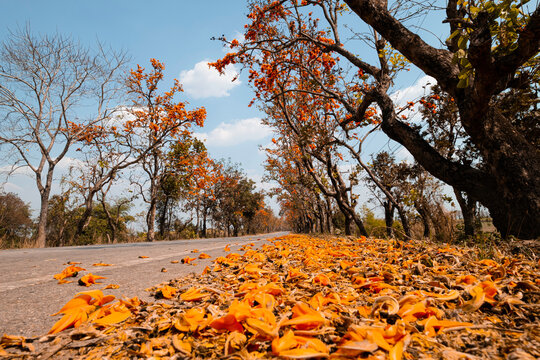 Landscape of the asphalt road and palash tree with full of beautiful  orange flower tree