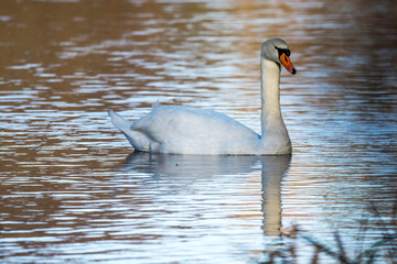 Swan swimming along the calm river