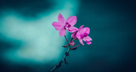 Naklejka na ściany i meble Last standing purple orchid flower pair at the end of the long stem against soft bokeh background, flower photography.
