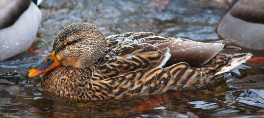 Duck in water during winter