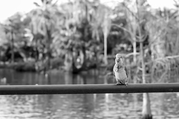 parakeet perching on a railing. Black and white photography