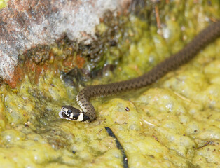 Pecker or grass snake eating a tadpole