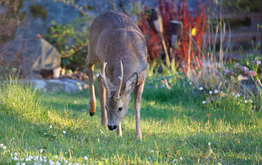 Deer rooster with horn in the garden