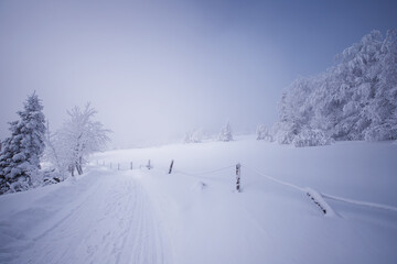 Białe drzewa. Krajobraz zimowy, góry Beskidy, Polska