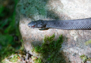 Viper snake crawling on a stone in the forest